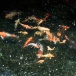 97060784_1913328245478557_2075942480829743104_n