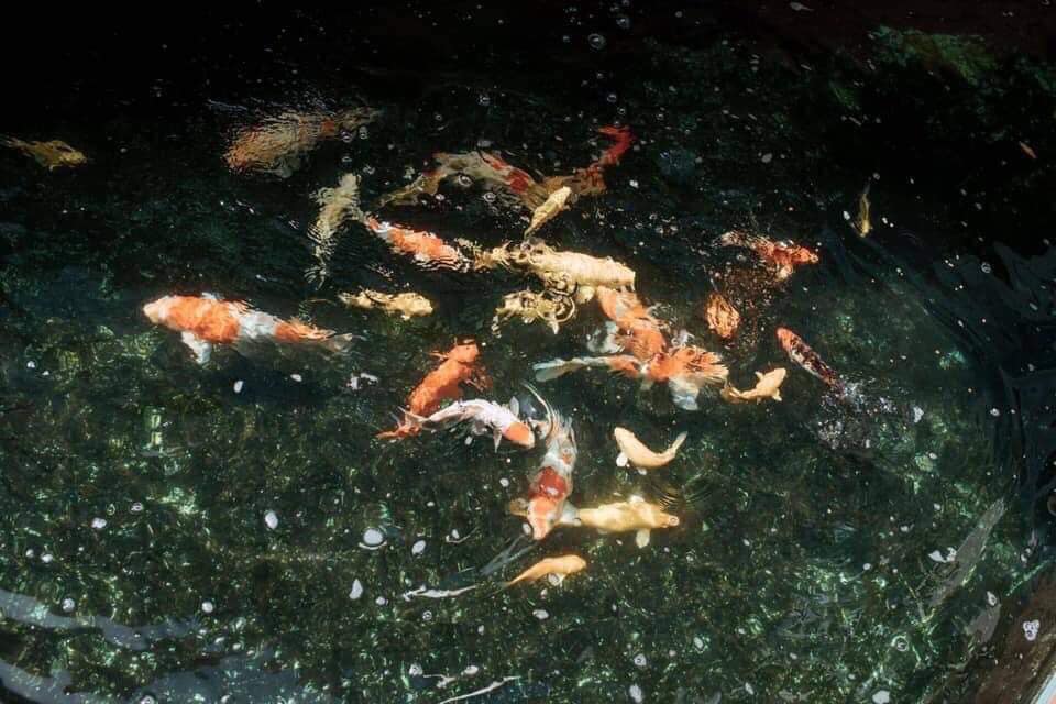 97060784_1913328245478557_2075942480829743104_n